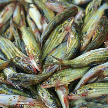 দেশি ট্যাংরা-Tengra